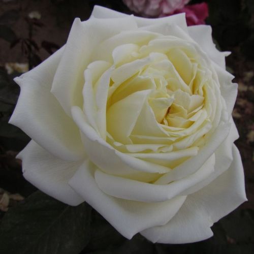 -23°C - Rózsa - White Diamond® - Online rózsa rendelés